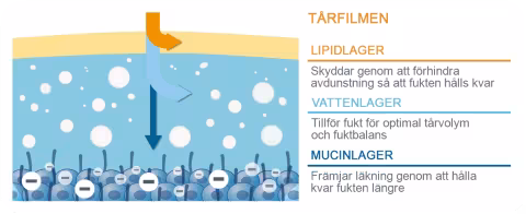 Diagram showing layers of tear film in the eyes